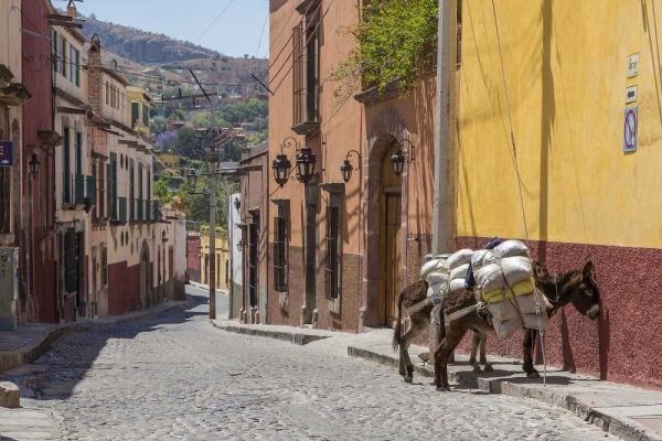 Mexico Two laden donkeys on sidewalk
